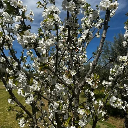 Hotel Quinta Oliveiras *