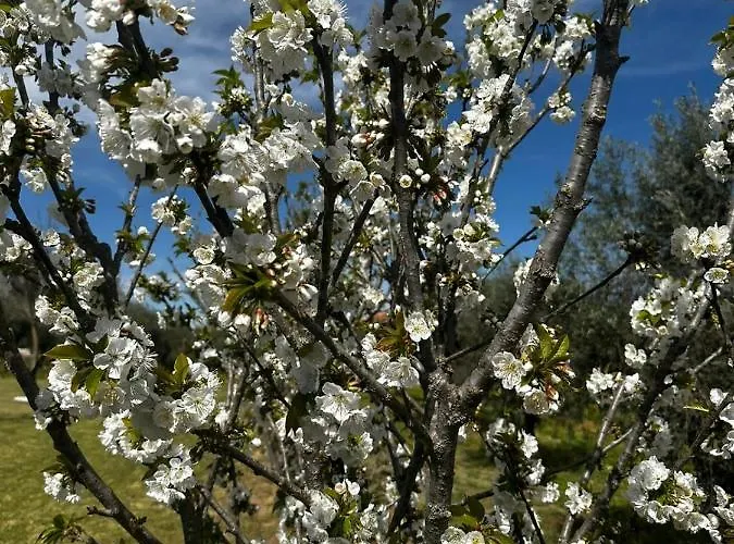Hotel Quinta Oliveiras *
